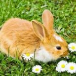 rabbit / Rabit Pet Rabbit Animal Pictures/funny baby rabit