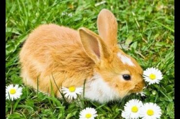 rabbit / Rabit Pet Rabbit Animal Pictures/funny baby rabit