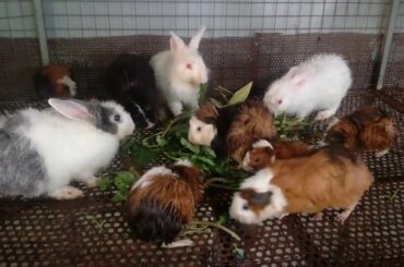 Cute Baby Rabbit Eating - Rabbit Eating - Funny and Cute Baby Bunny Rabbit Videos - Cute Rabbits