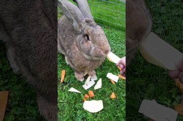 Cute rabbit hand feeding