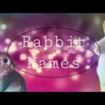 Rabbit names | girls & boys | Sky |