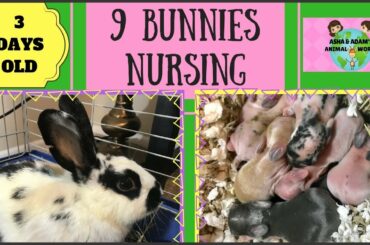 Momma Rabbit Feeding Her 9 Babies- Nursing