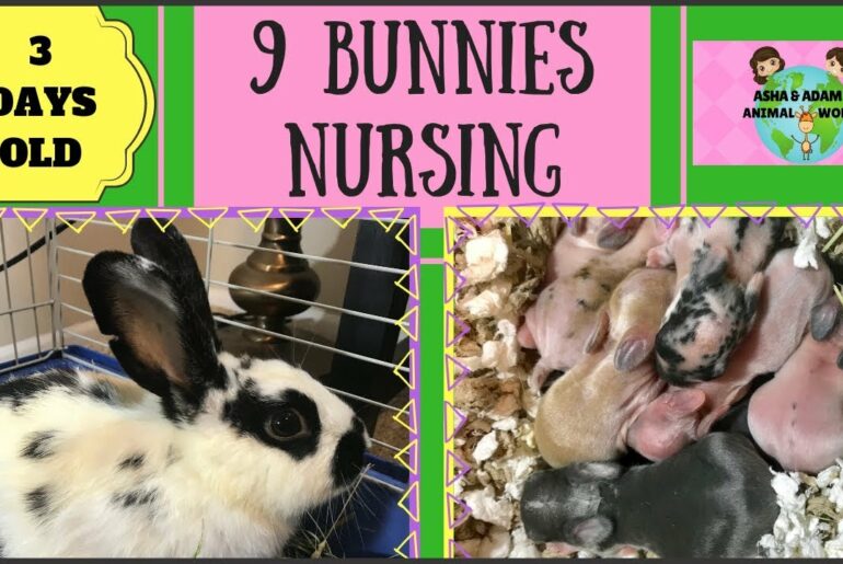 Momma Rabbit Feeding Her 9 Babies- Nursing