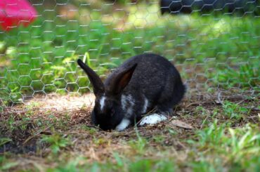 Cute Bunny Rabbit Digging In The Yard Rex New Zealand Mix