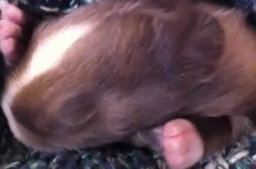 Sweet baby rabbit, day 7