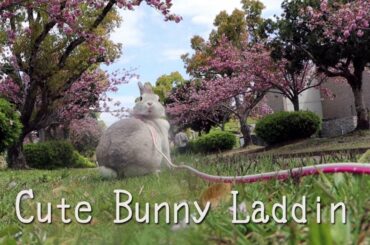 Cute Bunny Laddin うさぎの観察 うろうろ紀伊風土記の丘