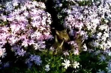 Tons of Baby Bunnies in a Bush