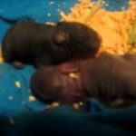 Newborn Baby Bunnies!!