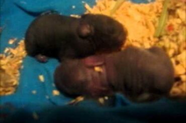Newborn Baby Bunnies!!