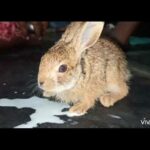 Cute rabbit rescued from death ..!