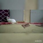 Cute baby rabbits are playing_ so happy😊