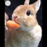 cute bunny eating 🐰❤️