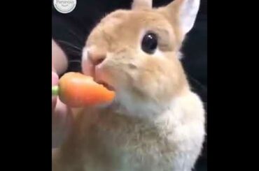 cute bunny eating 🐰❤️