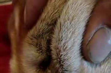 birth of a baby bunny rabbit, a rabbit gives birth