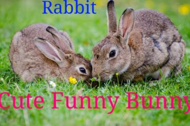 Beautiful Rabbit | cute bunny rabbit | Indian khargosh