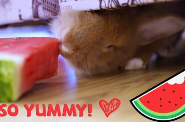 Awesome Bunny Eating Watermelon 😍