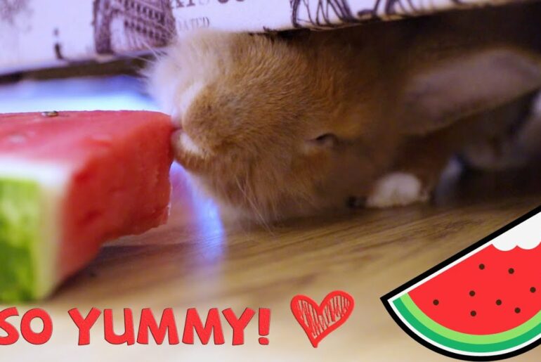 Awesome Bunny Eating Watermelon 😍