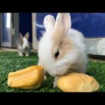 Funny and Cute Baby Bunny Rabbit Videos eats jack fruit
