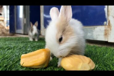 Funny and Cute Baby Bunny Rabbit Videos eats jack fruit
