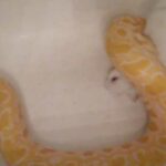 9 ft Albino Burmese Python Eating a Cute Fluffy Rabbit PART 2