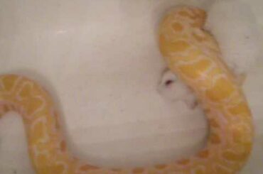 9 ft Albino Burmese Python Eating a Cute Fluffy Rabbit PART 2