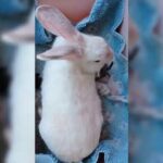 How to take care of baby rabbit (kits) to ensure survival