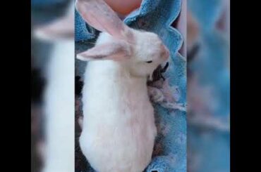 How to take care of baby rabbit (kits) to ensure survival