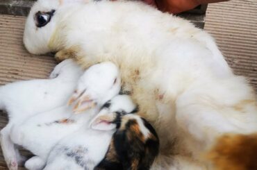 Rabbit baby drink milk _ rabbit baby age15days