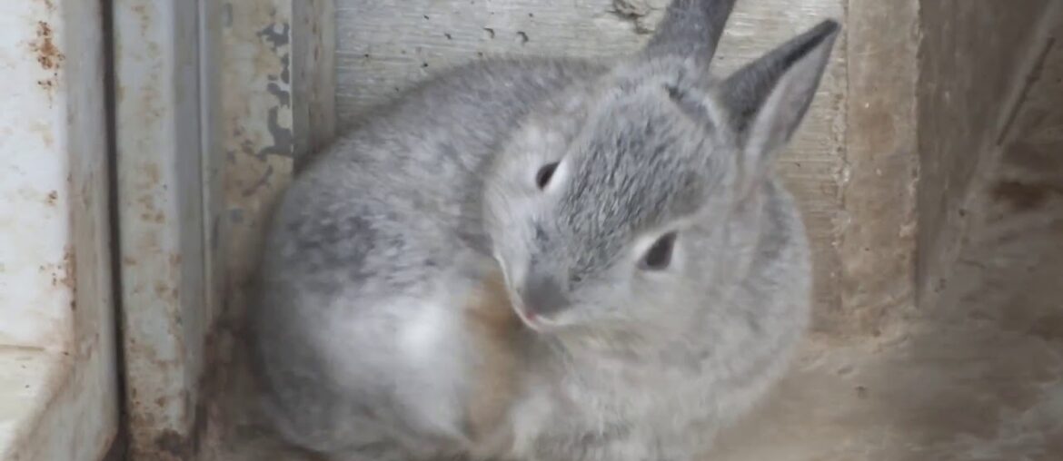 Cute Baby rabbit.Ueda Castle Ruin Park.かわいい子ウサギ。上田城跡公園。