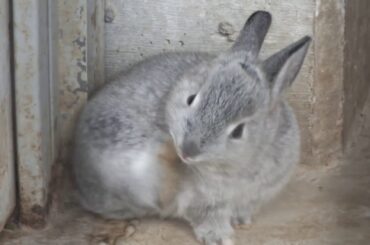 Cute Baby rabbit.Ueda Castle Ruin Park.かわいい子ウサギ。上田城跡公園。