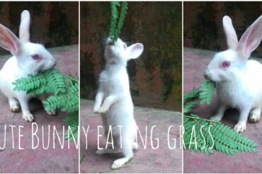 Cute Baby Bunny Rabbit eating grass | Dip's Photography