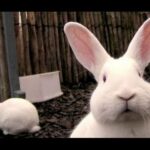 Very Cute And Funny Bunnies Compilation 2015