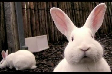 Very Cute And Funny Bunnies Compilation 2015