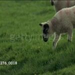 Cute lamb following rabbit