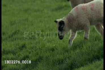 Cute lamb following rabbit