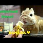 Netherland Dwarf Bunny bananaで栄養補給♪