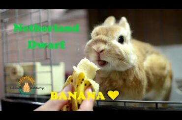 Netherland Dwarf Bunny bananaで栄養補給♪