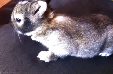 My Sweet Baby Rabbit