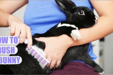 How to Properly Brush a Rabbit