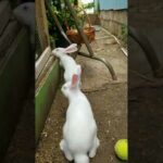 Cute bunny's