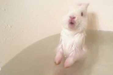 Bunny Baths Can be Deadly | The Dodo
