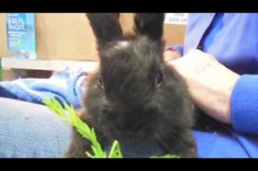 Pasha - A Baby Bunny Wrapped in Plastic Netting