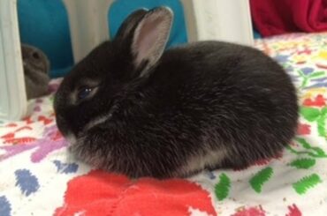 Baby Bunnies Do the Binkie.