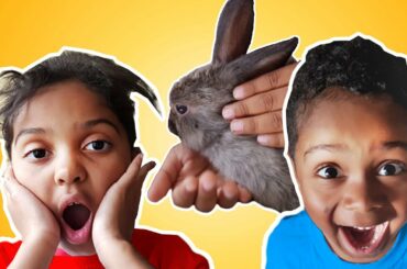 SUPER CUTE BUNNY SURPRISE  FOR KIDS