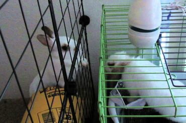 Baby bunny and adult bunny getting to know each other