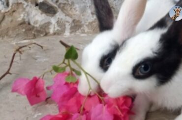 Most funny Rabbits Moments| Funny Rabbits, Cute baby Rabbits|