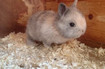 4K VIDEO Lilac Fawn Harlequin Netherland Dwarf Kits Baby Bunnies Babies Rabbits