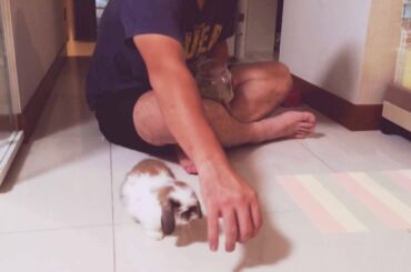 Our baby holland lop bunny! Coco!