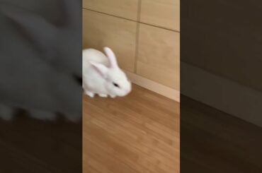 Cute rabbit does cute things可爱的兔子🐰做可爱的事情