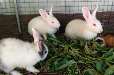 Watch Rabbit Eating - Rabbit Eating Vegetable - Rabbit Videos - Cute Rabbit Videos 2020 - Rabbit